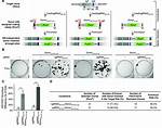 How Does Puromycin Selection Work?