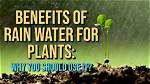 How Does Rain Help Plants