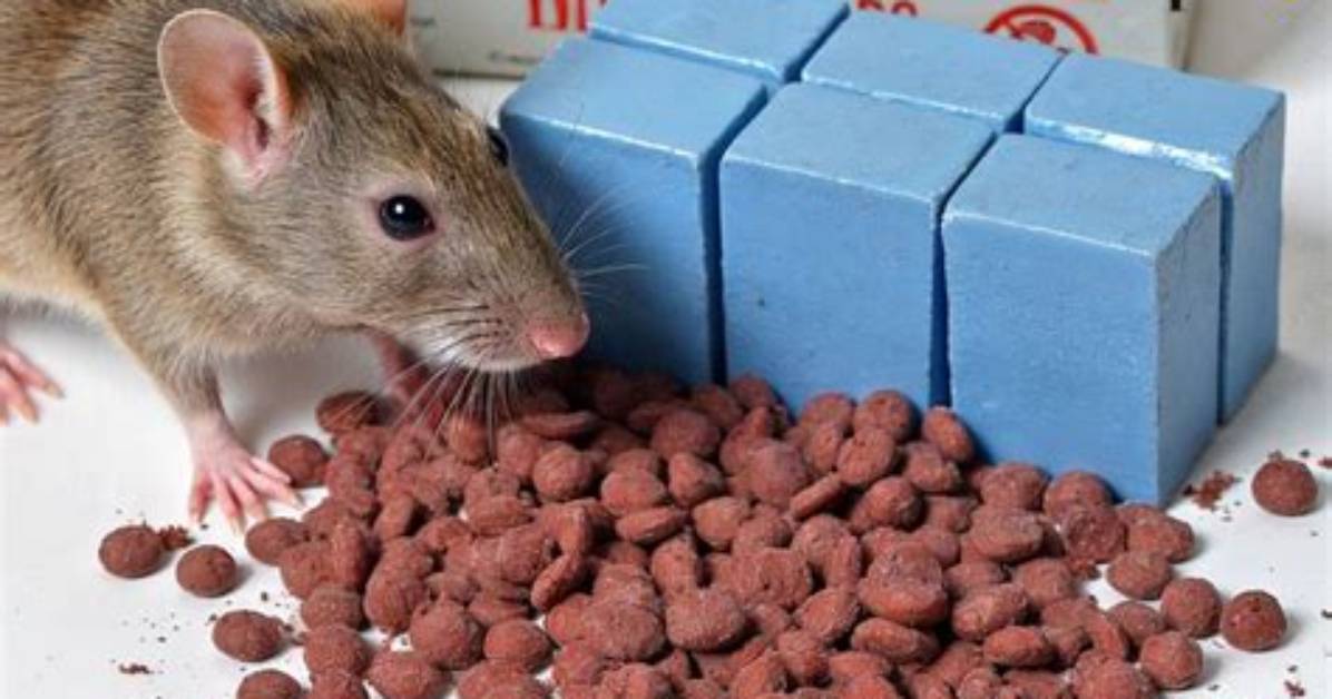 How Does Rat Poison Kill