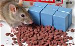How Does Rat Poison Kill