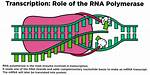How Does Rna Polymerase Work?