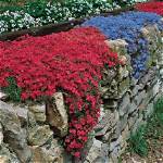 How Does Rock Cress Spread