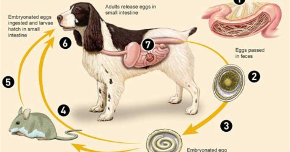 How Does Roundworm Spread?