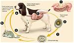 How Does Roundworm Spread?