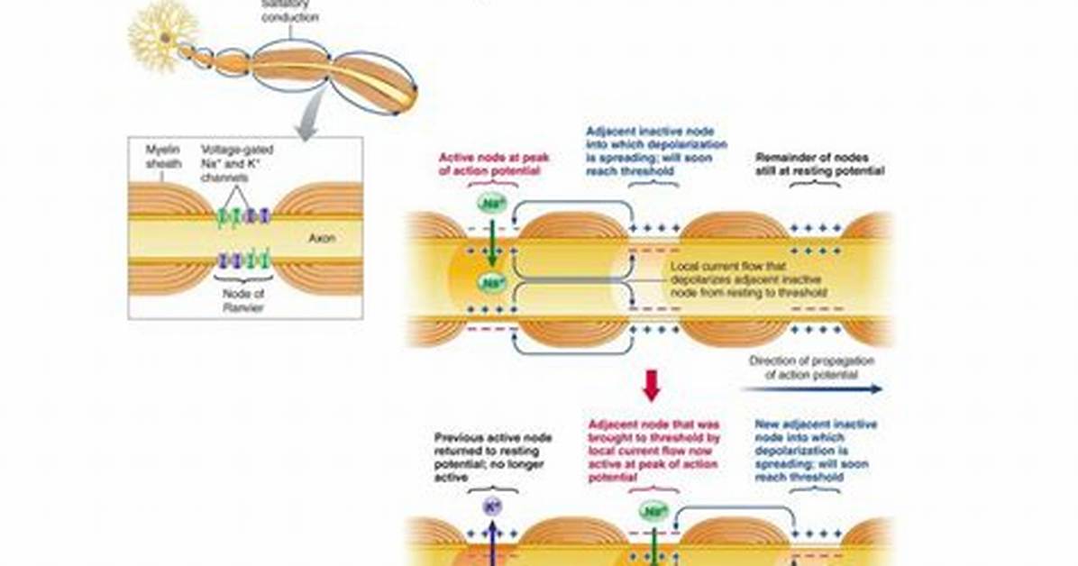 How Does Saltatory Conduction Work?