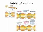 How Does Saltatory Conduction Work?