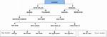 How Does Segmentary Lineage Work?