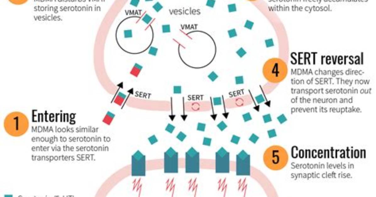How Does Serotonergic Work?