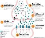 How Does Serotonergic Work?