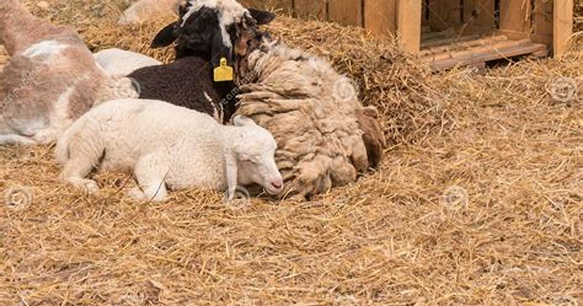 How Does Sheep Sleep?