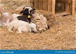 How Does Sheep Sleep?