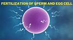 How Does Sperm Fertilize?
