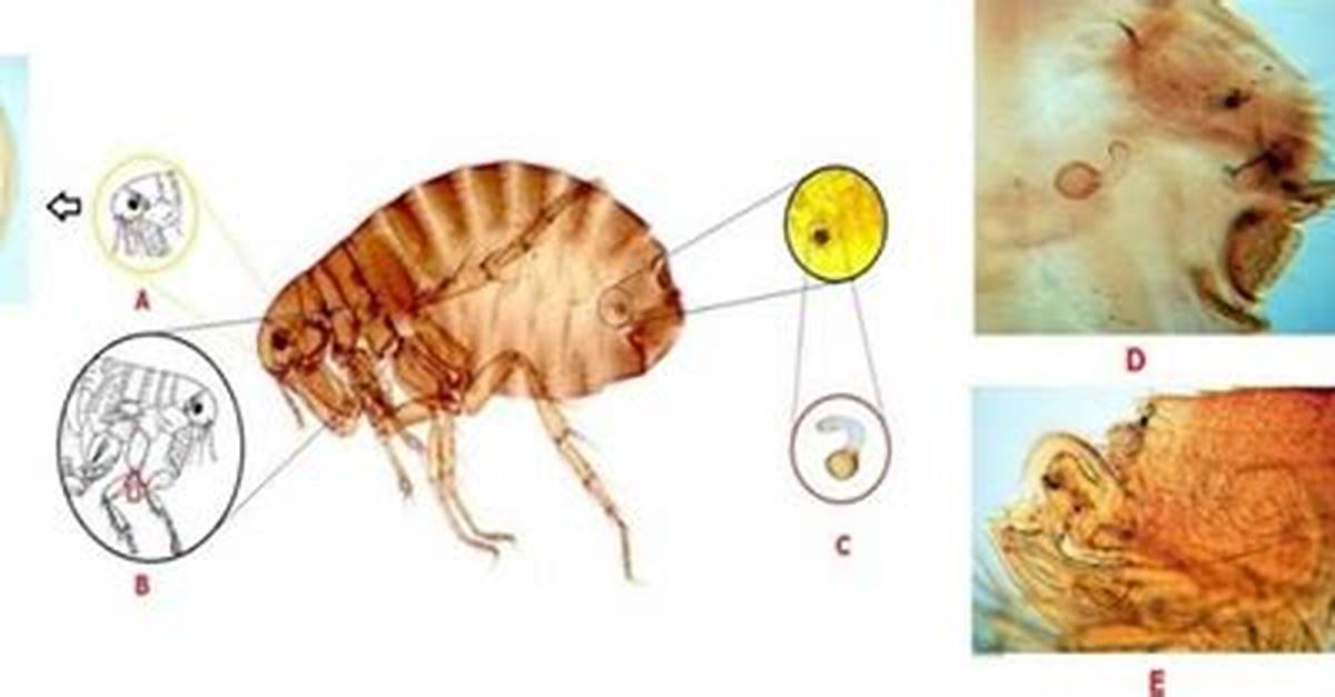 How Does Spermatheca Work?