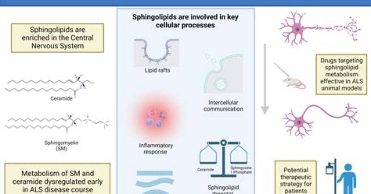 How Does Sphingomyelin Work?