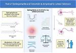 How Does Sphingomyelin Work?
