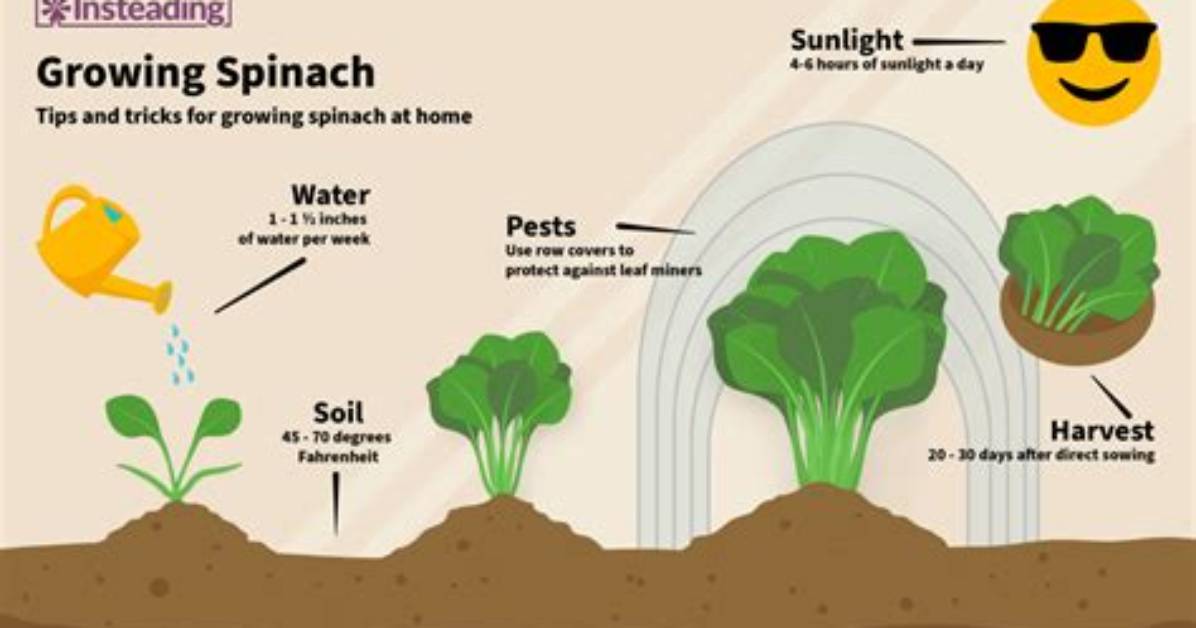 How Does Spinach Grow?