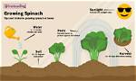 How Does Spinach Grow?