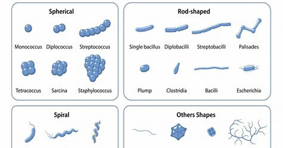 How Does Spirilla Move?