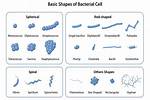 How Does Spirilla Move?