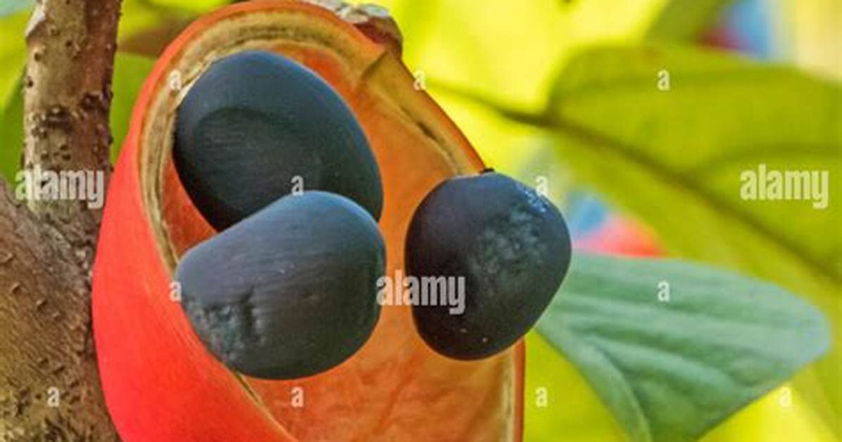 How Does Sterculia Work?