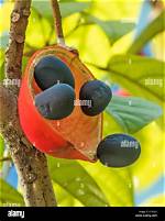 How Does Sterculia Work?