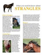 How Does Strangles Affect the Horse?