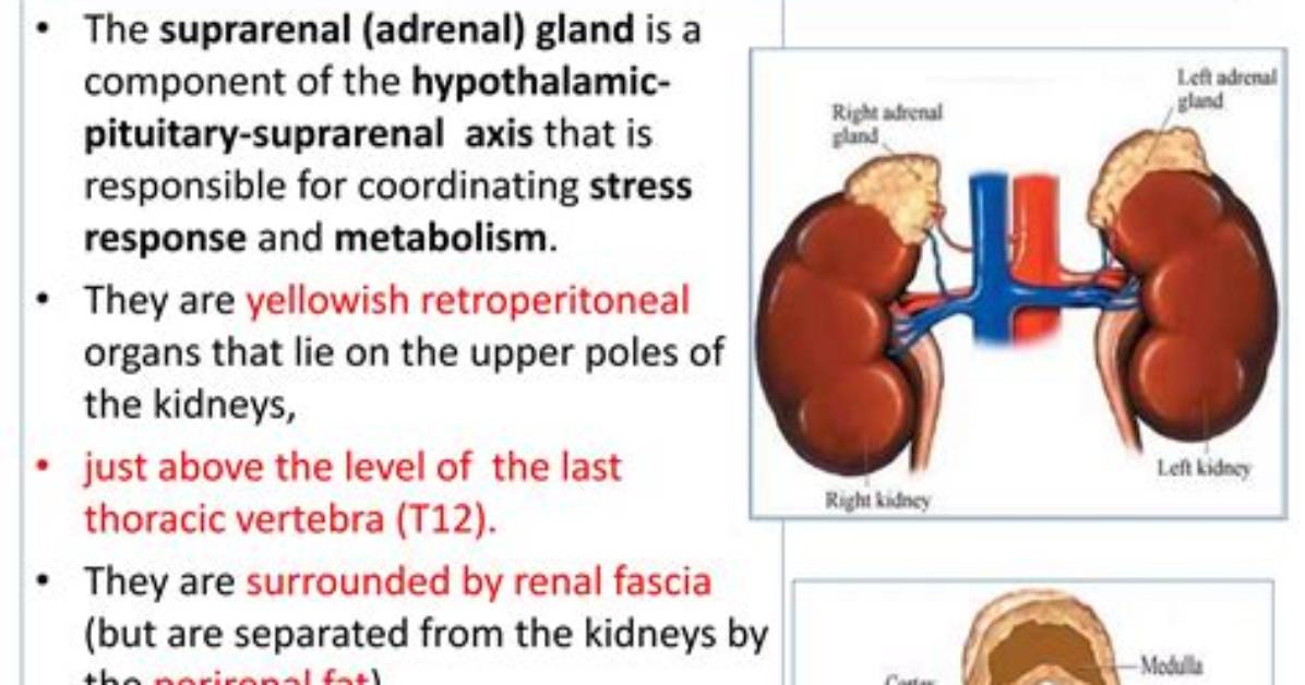 How Does Suprarenal Gland Function?