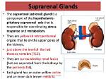 How Does Suprarenal Gland Function?