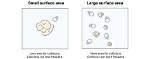 How Does Surface Area Affect Falling?