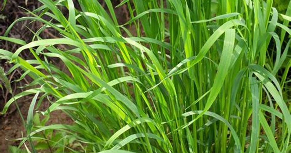How Does Sweetgrass Grow?
