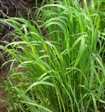 How Does Sweetgrass Grow?