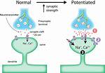 How Does Synaptic Plasticity Relate to Memory?
