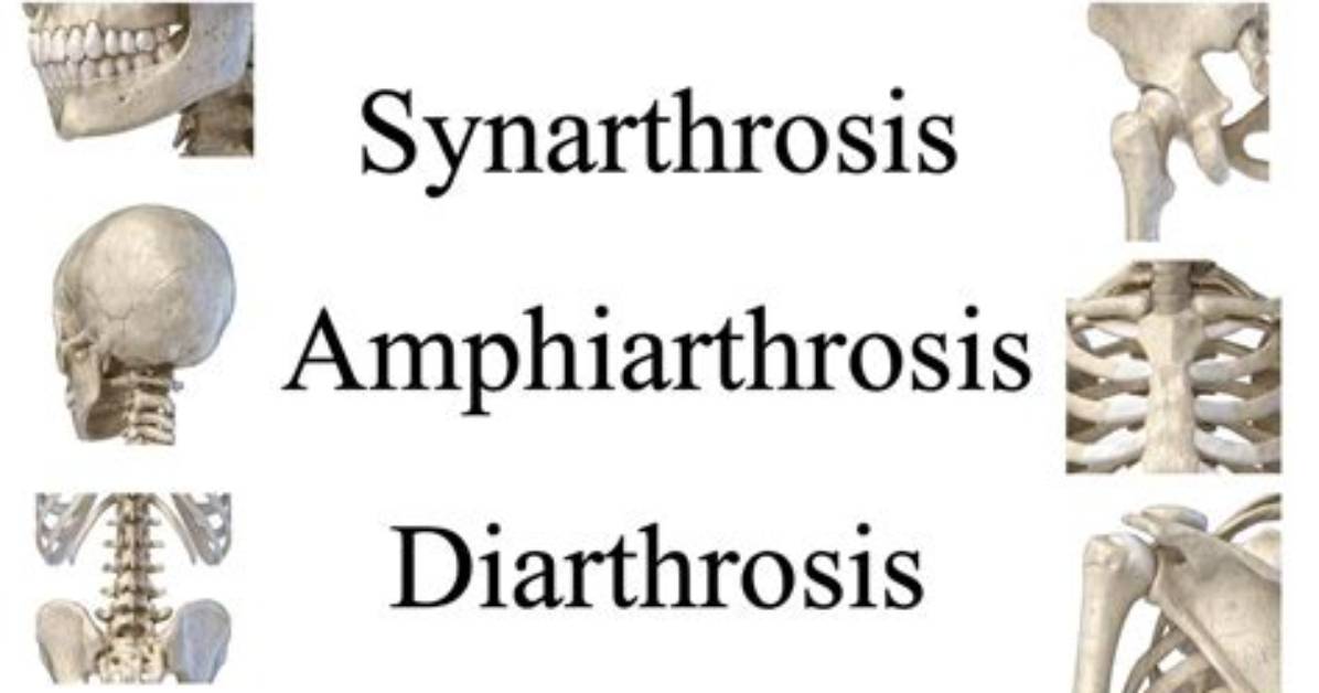 How Does Synarthrosis Work?