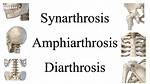How Does Synarthrosis Work?