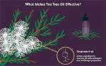 How Does Tea Tree Oil Work?