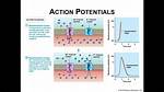 How Does Temperature Affect Action Potentials?