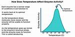 How Does Temperature Affect an Enzyme