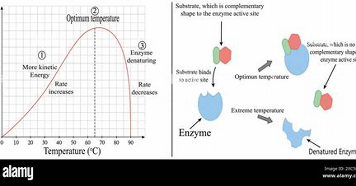 How Does Temperature Affect Enzyme Activity