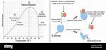 How Does Temperature Affect Enzyme Activity