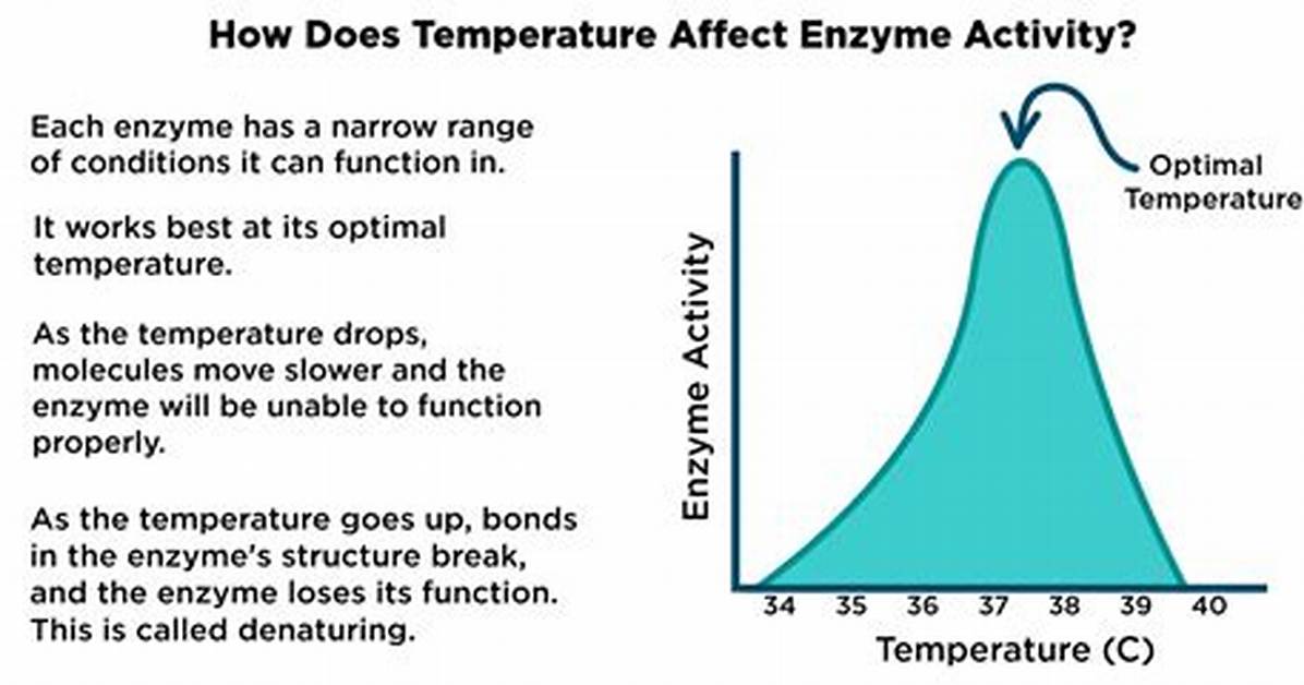 How Does Temperature Affect Enzymes