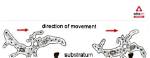 How Does the Ameba Move