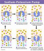 How Does the Atpase Pump Work