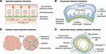 How Does the Basement Membrane Differ from the Subcutis?