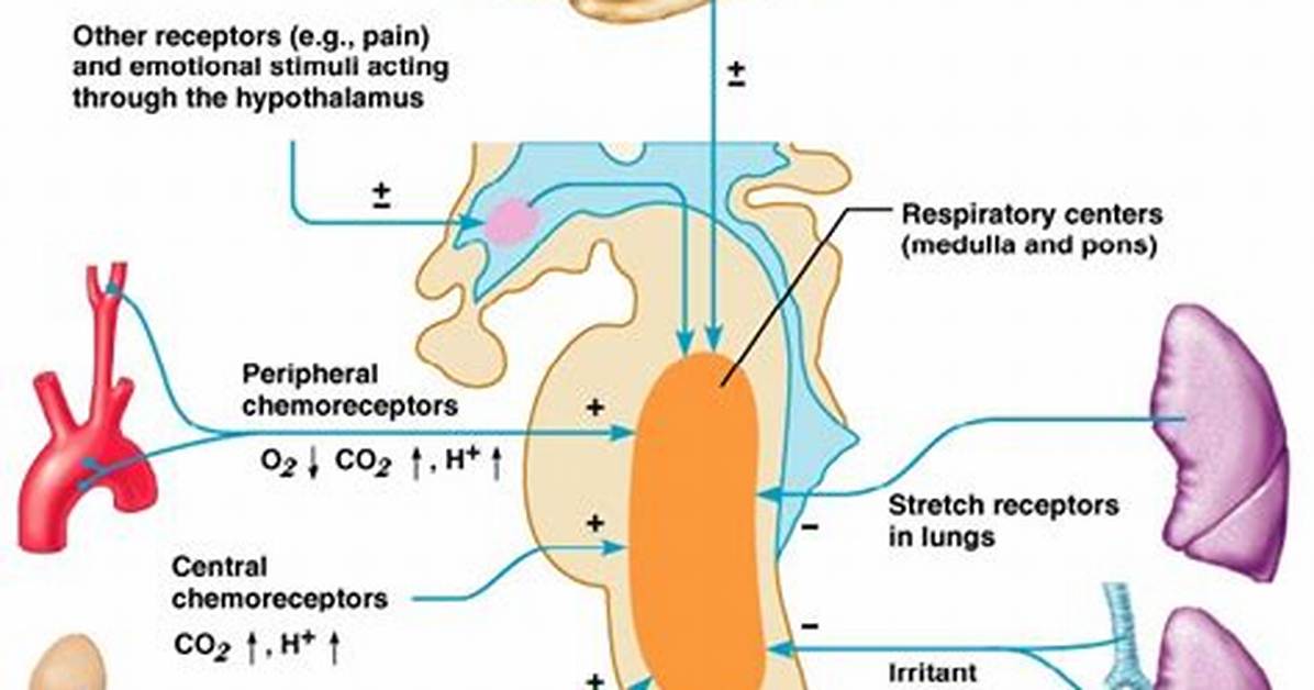 How Does the Brainstem Regulate Breathing?