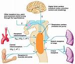 How Does the Brainstem Regulate Breathing?