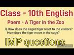 How Does the Caged Tiger React to the Visitors?