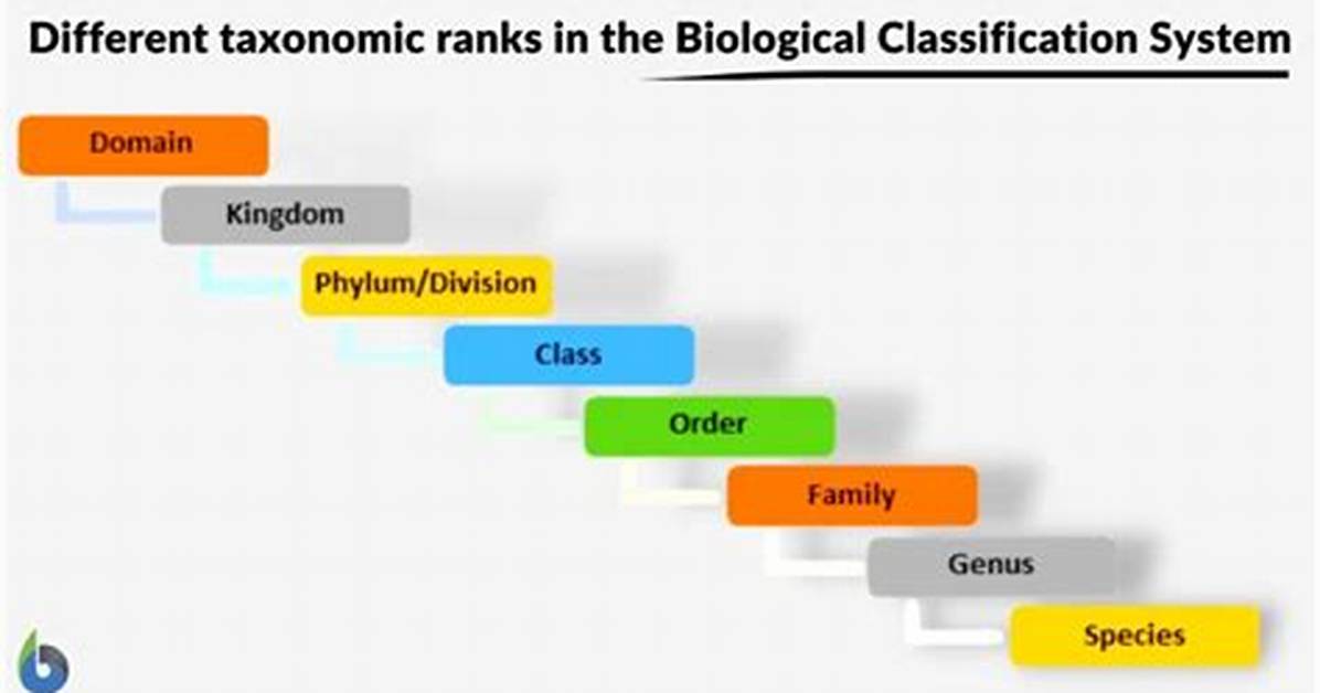 How Does the Classification System Work?