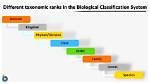 How Does the Classification System Work?