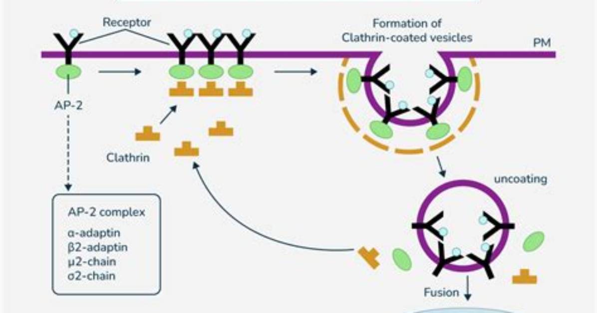 How Does the Cme Work