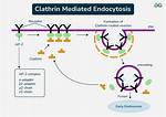 How Does the Cme Work